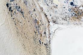 Why You Should Choose Our Mold Remediation Services in Brenham, TX